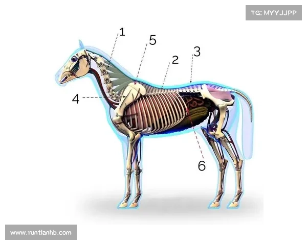 马的脚趾结构与演化适应性研究:探析其独特性与生物力学优势 马的脚趾结构与演化适应性研究:探析其独特性与生物力学优势