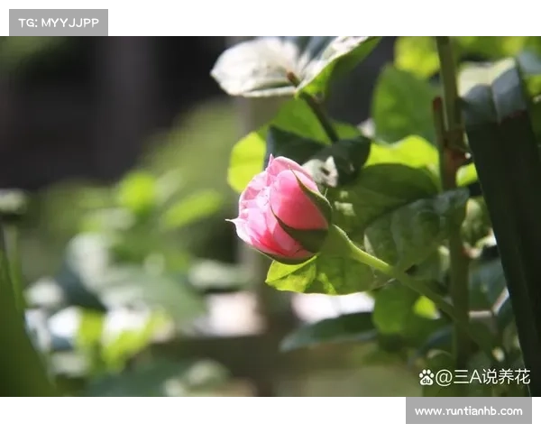 揭开卷帘绿魔神秘面纱探索其独特生态习性与养护技巧 揭开卷帘绿魔神秘面纱探索其独特生态习性与养护技巧