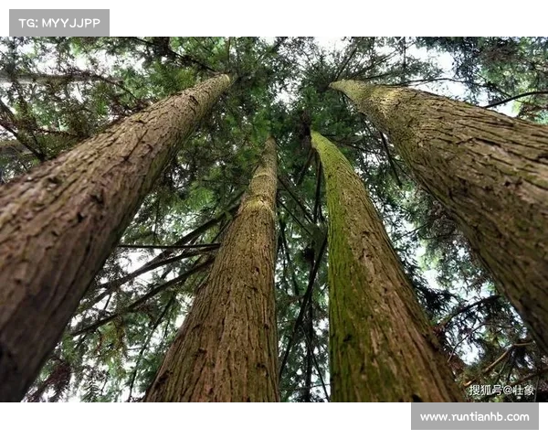 卷帘绿魔的养护技巧与生态奥秘揭秘全解析 卷帘绿魔的养护技巧与生态奥秘揭秘全解析